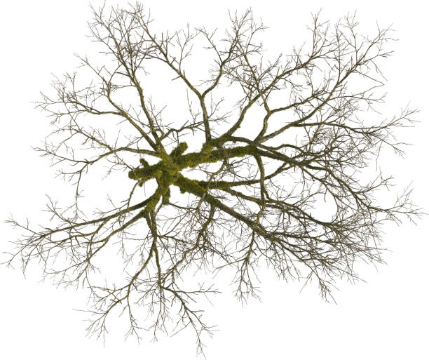 istock Top view of mossy Aspen Tree without leaves - Populus 2155926454