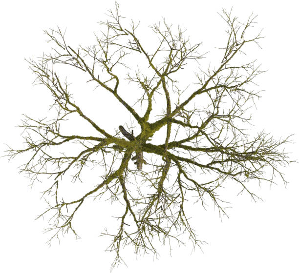 istock Top view of mossy Aspen Tree without leaves - Populus 2155926700