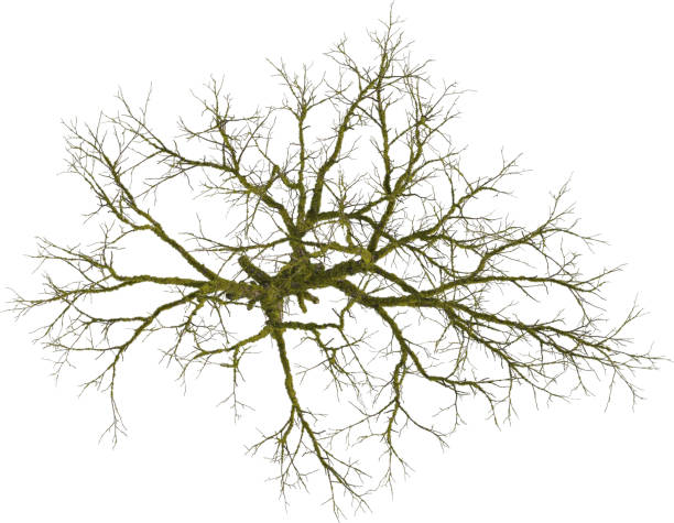 istock Top view of mossy Aspen Tree without leaves - Populus 2155927163