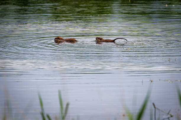 two nutria swimming one behind the other on a pond