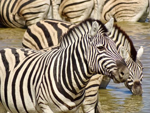 istock Wildlife in Africa 2155928277