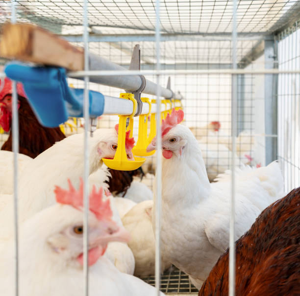 istock Dekalb white hens in the cage system of laying eggs. 2155929323