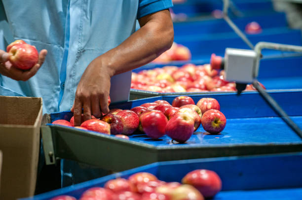 Hands of a worker in process of apple selection and distribution Hands of a worker in process of apple selection and distribution in Caxias do Sul, RS, Brazil sorter machine stock pictures, royalty-free photos & images
