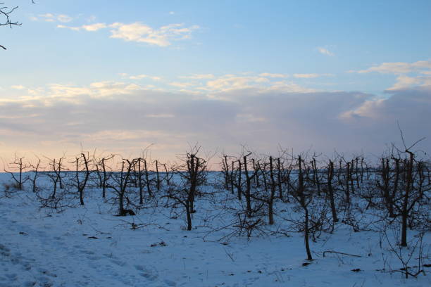 A group of trees in a snowy field. Outdoor. Sky. Snow. Tree. Plant