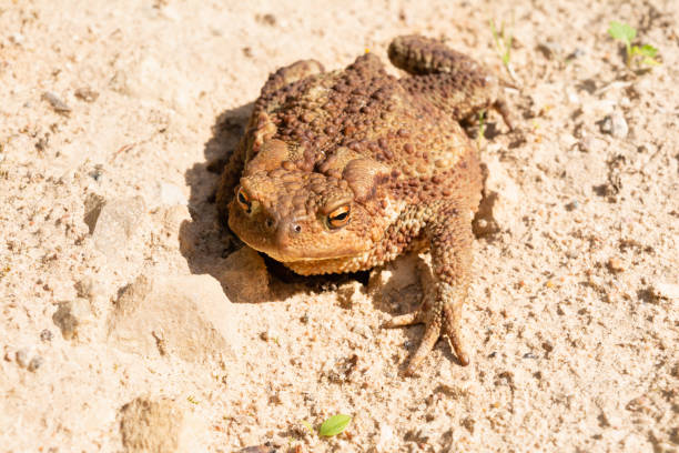 istock A common toad crawls along a sandy rocky surface. Wild animal on a bright sunny day. Selective focus 2155930214