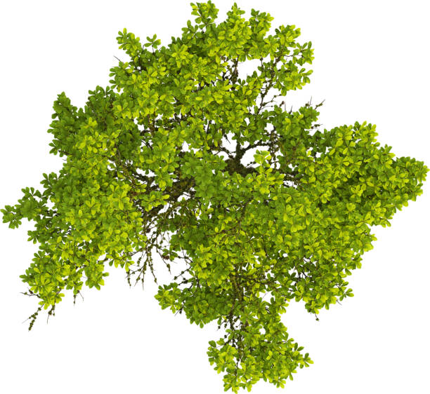 istock Top view of mossy Oak Tree- Quercus Variabilis 2155930266