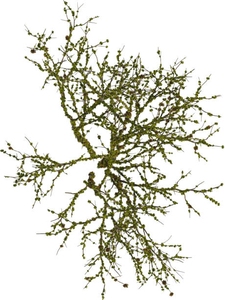istock Top view of mossy Oak Treewithout leaves- Quercus Variabilis 2155930299
