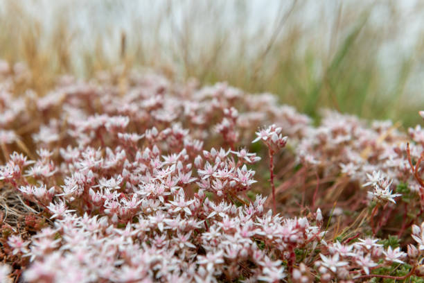 Close up of English stonecrop (sedum anglicum) flowers in bloom