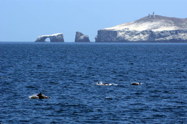 Summer cruise to Channel Islands to see wildlife