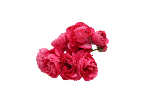 istock Persian buttercups isolated on a white background. 2155931068