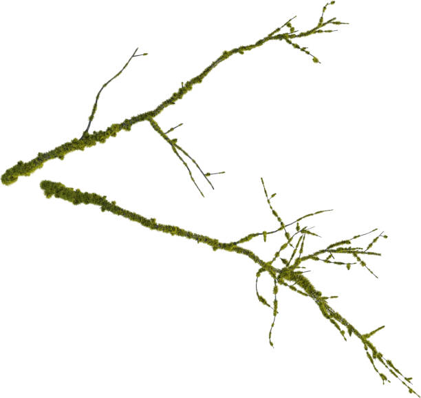 The tree is native to India, Bangladesh, Nepal, Tibet and across the Himalayan regions.