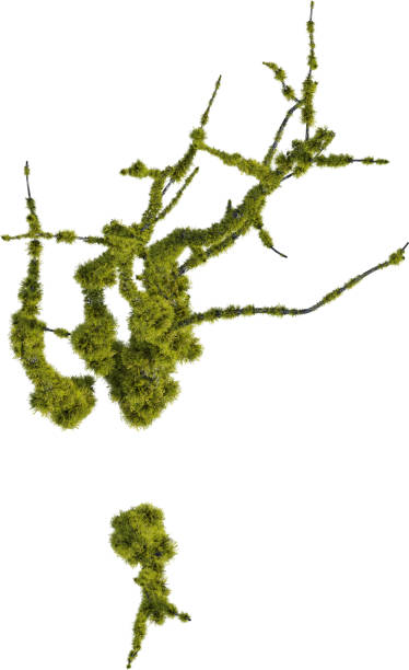 istock Top view of mossy dead tree without leaves - Shorea Robusta - Sal Tree 2155931406