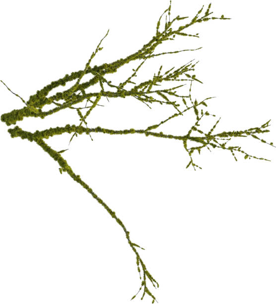 The tree is native to India, Bangladesh, Nepal, Tibet and across the Himalayan regions.