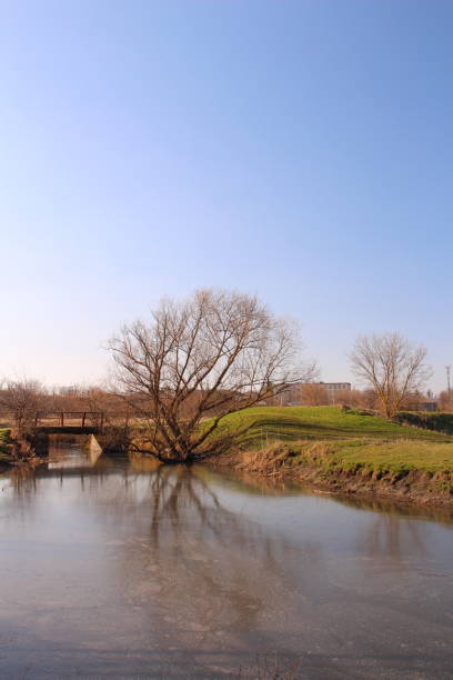 A body of water with a tree in the middle. Outdoor. Sky. Water. Ground. Nature