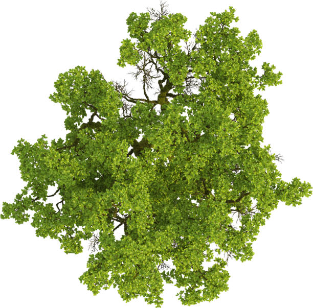 istock Top view of mossy Oak Tree - Quercus 2155932770