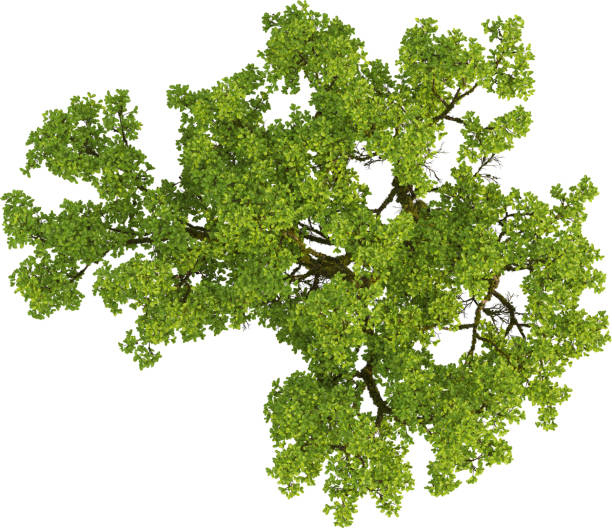 istock Top view of mossy Oak Tree - Quercus 2155932772