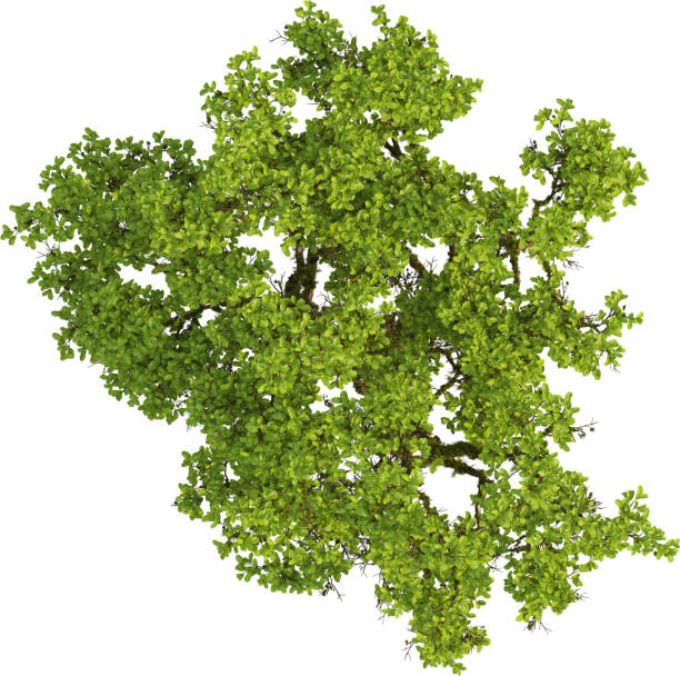 istock Top view of mossy Oak Tree - Quercus 2155932818