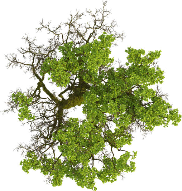 An oak is a hardwood tree or shrub in the genus Quercus of the beech family. They have spirally arranged leaves, often with lobed edges, and a nut called an acorn, borne within a cup. The genus is widely distributed in the Northern Hemisphere; it includes some 500 species, both deciduous and evergreen.