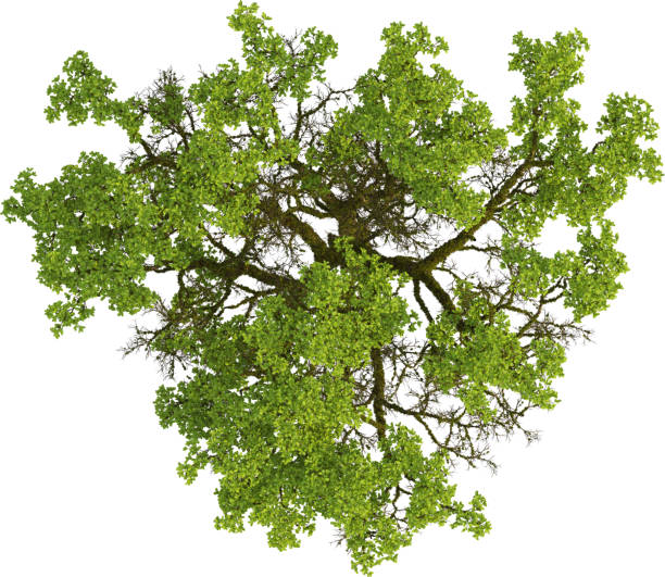 istock Top view of mossy Oak Tree - Quercus 2155933075