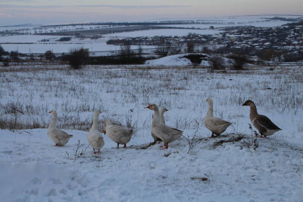 Goose in snow. \nShoot in Belgrade lake, Ada Ciganlija