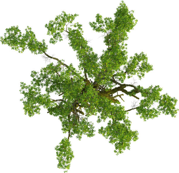 istock Top view of mossy MangroveTree 2155933334