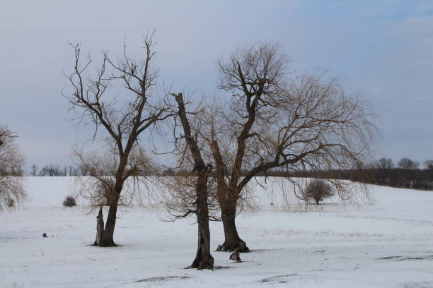istock A group of trees in a snowy field 2155933833