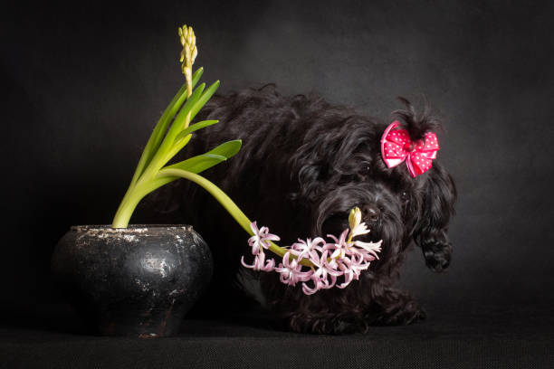 istock Small Black Dog With Red Bow Sniffing Hyacinth Flower 2155933975