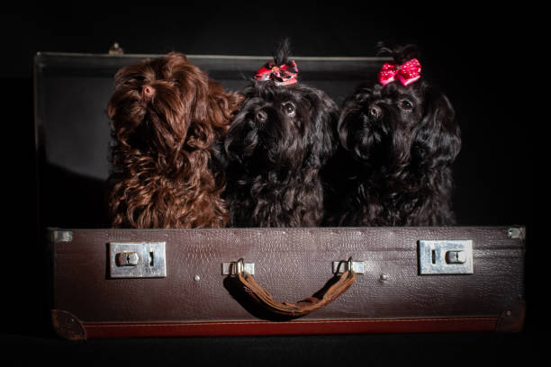 Three small black decorative dog with long curly hair breed Russian colored lapdog in suitcase on black background in studio