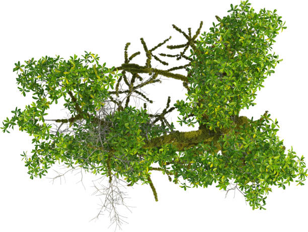 istock Top view of mossy MangroveTree 2155934147