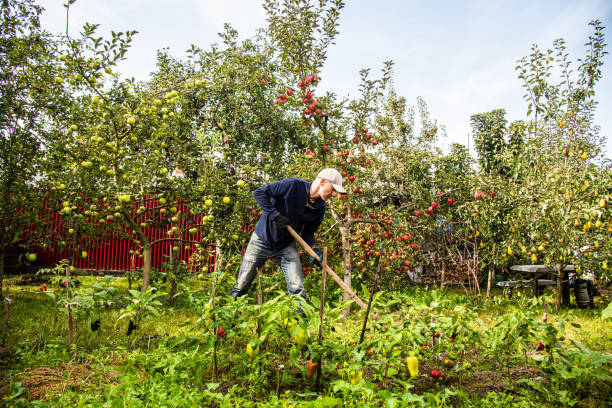 istock Midle age men working in the privat farmyard 2155934243