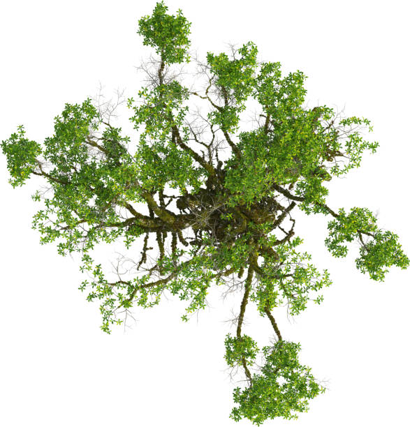 istock Top view of mossy MangroveTree 2155934340