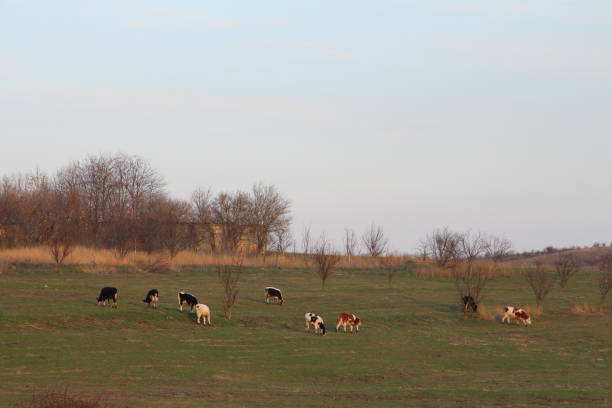 A group of cows grazing in a field. Outdoor. Grass. Sky. Field. Grassy