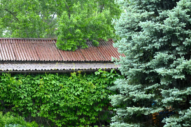 rain in the garden