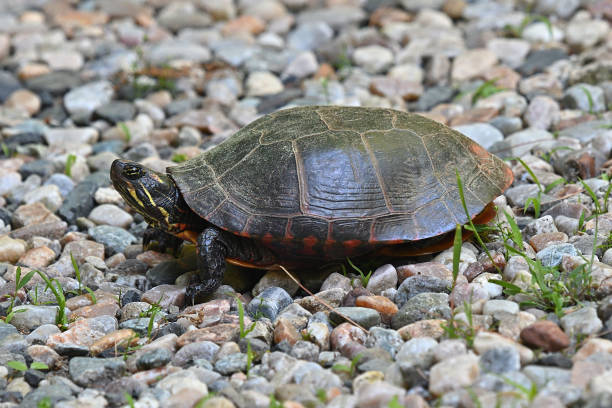 A female painted turtle is searching for a good spot to lay her eggs in early June.