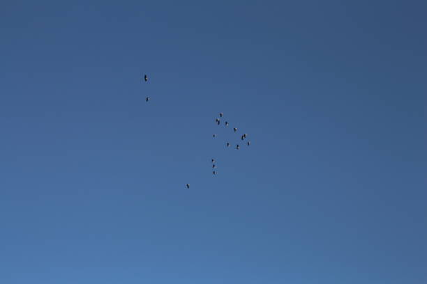 A group of birds flying in the sky. Outdoor. Sky. Transport. Group. Outdoor object