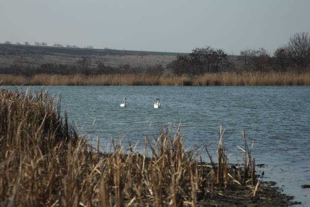 istock A group of swans in a lake 2155938105