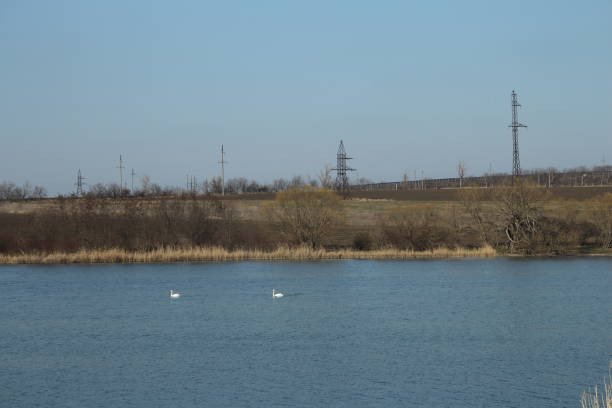 A bird in the water. Outdoor. Water. Sky. Lake. Nature