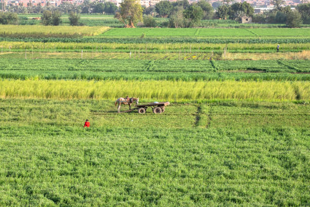 Egyptian Countryside View