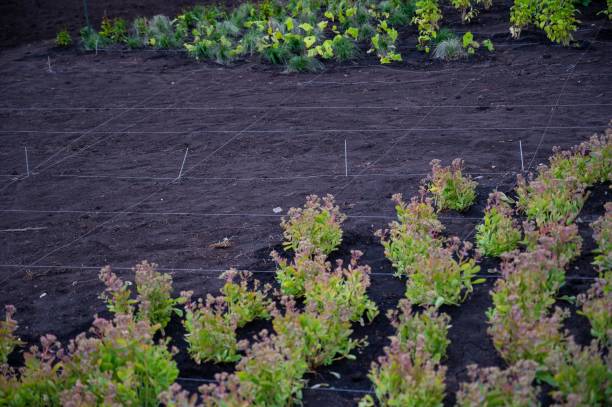istock Landscaping. A lined plot of land for planting ornamental plants. 2155941130