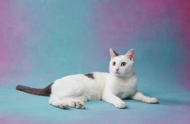 A white cat against a gradient pink and blue background