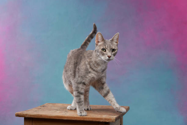 istock tabby cat glances aside against a pastel blue and pink background. 2155941183