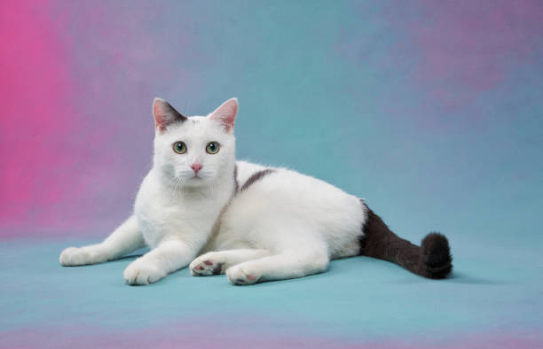 istock A white cat against a gradient pink and blue background 2155941189