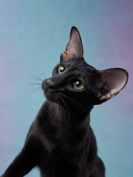 A poised Oriental Shorthair cat on a soft blue background