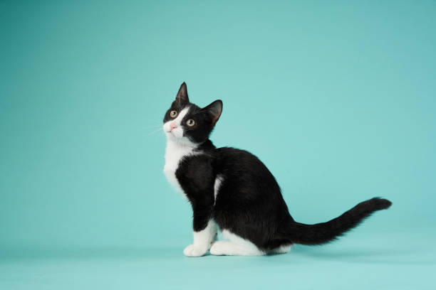 istock Black and white kitten, Cyan studio background. A playful cat 2155941203