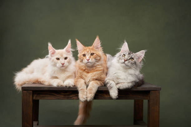 Trio of Maine Coon kittens, Studio setting. On a rustic bench