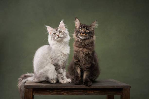 Two Maine Coon kittens perched side by side on a wooden bench