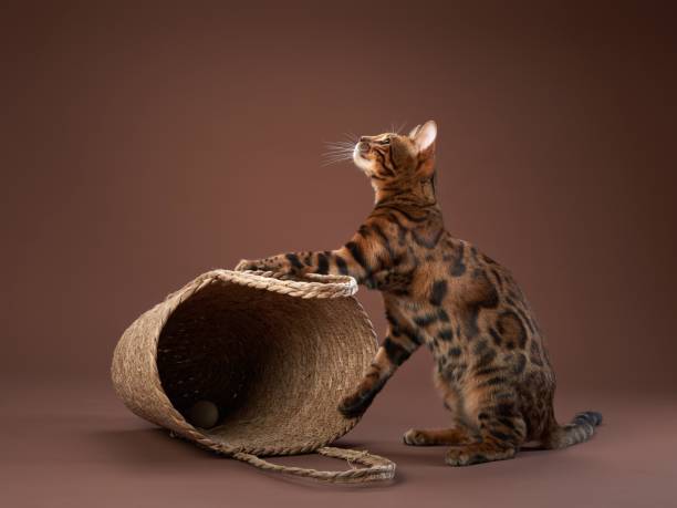 istock Inquisitive Bengal cat examines a rope basket, Studio intrigue. 2155941237