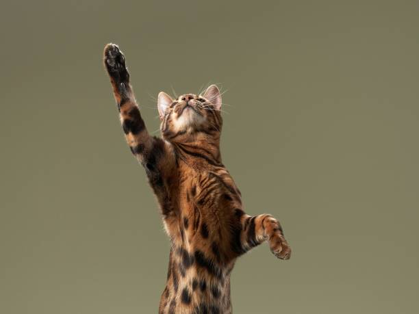 A captivating Bengal cat extends its limbs gracefully