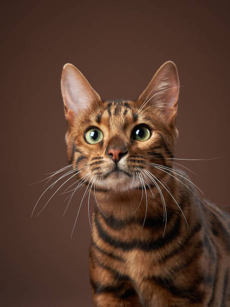 istock Intense Bengal cat portrait, Studio shot with brown hues 2155941249