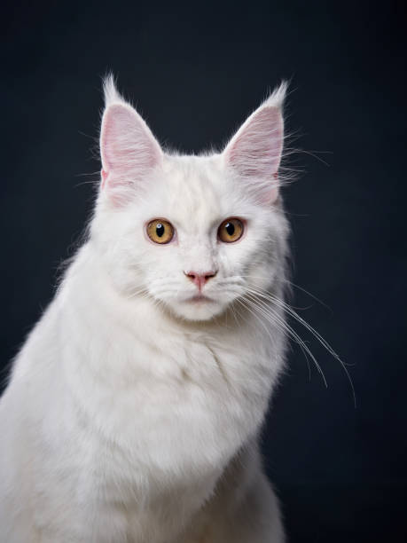istock An elegant white cat with captivating golden eyes, its fluffy tail draped gracefully. The stark white fur contrasts beautifully with the dark backdrop 2155941252